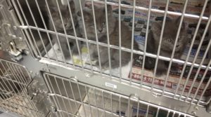 Kittens in a portalized cage