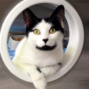 black and white cat peeking through a portal 