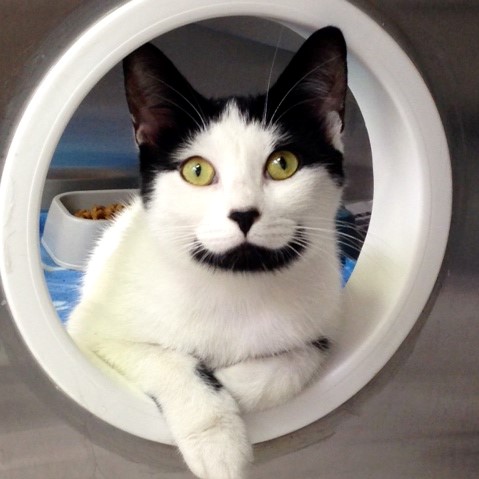 black and white cat peeking through a portal