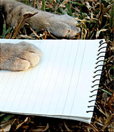 Cat paws on a notebook