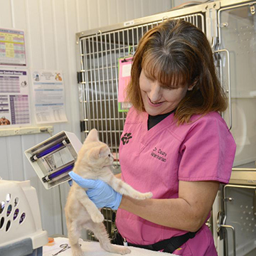 Dr. Delany examines a kitten at YCAS in 2016