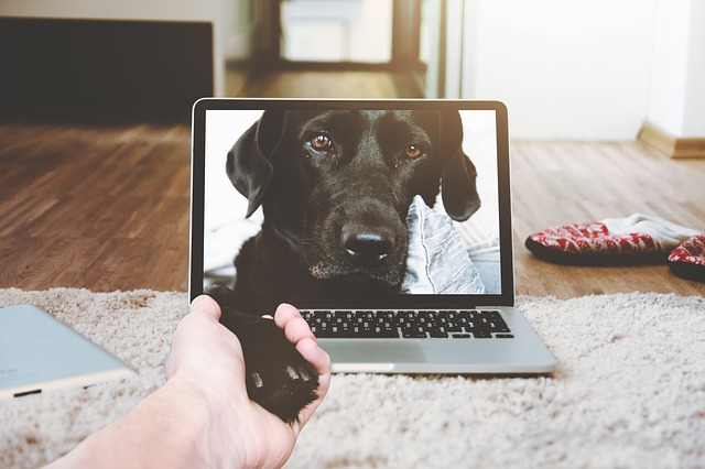 Black dog reaching from a laptop screen to place her paw in a person's hand