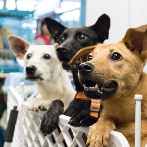 Three dogs paying close attention to a trainer