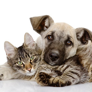 puppy and cat relaxing together