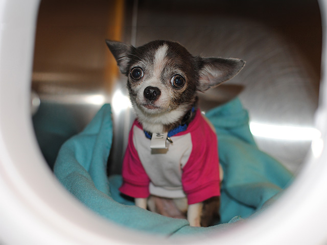 Chihuahua in magenta and white shirt standing on a blue blanket, seen through a portal in a stainless steel cage