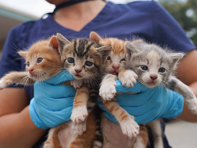 Staff member wearing blue gloves holding up four adorable kittens