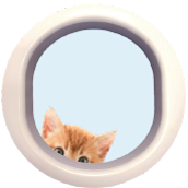 orange kitty peeking through portal