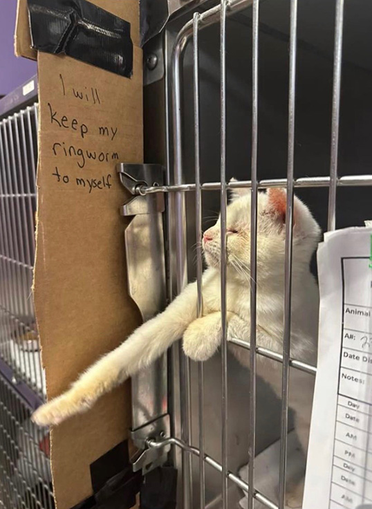 White cat reaches through cage bars. Cardboard sign taped to the left side of the cage says, "I will keep my ringworm to myself"